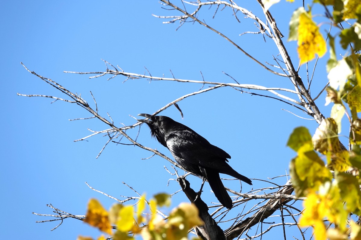 Common Raven - ML646729359