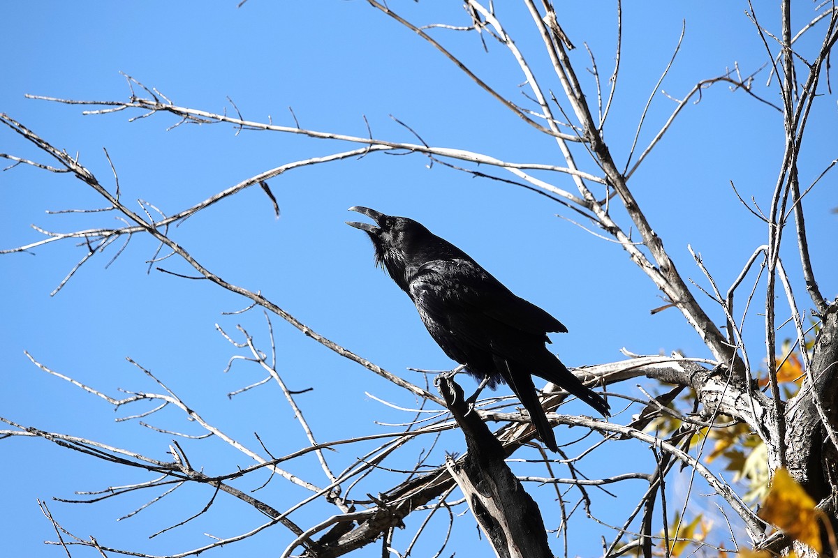 Common Raven - ML646729360