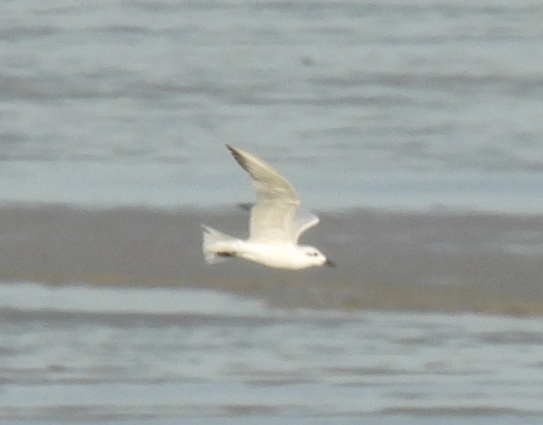 Gull-billed Tern - ML646729361