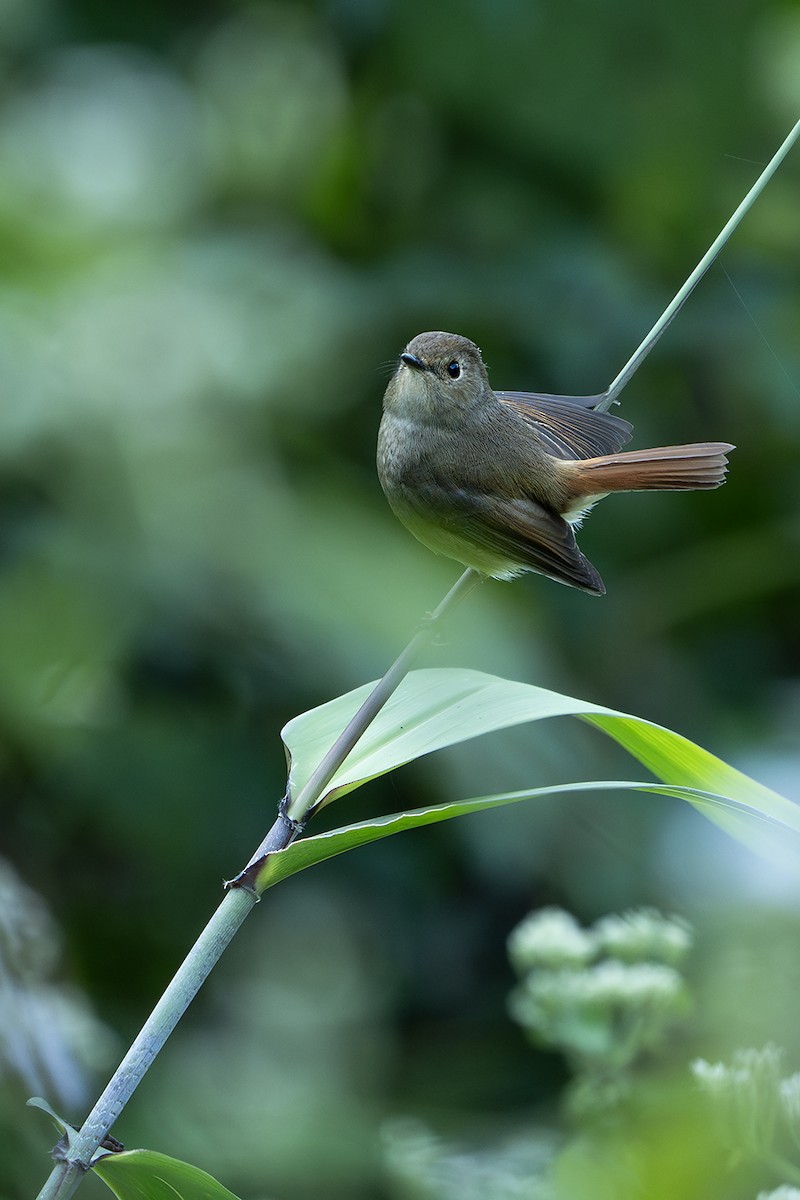 Slaty-blue Flycatcher - ML646729362