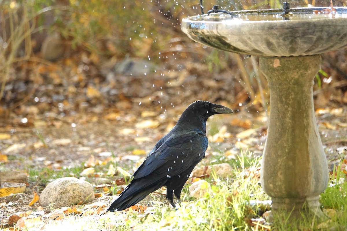 Common Raven - ML646729363