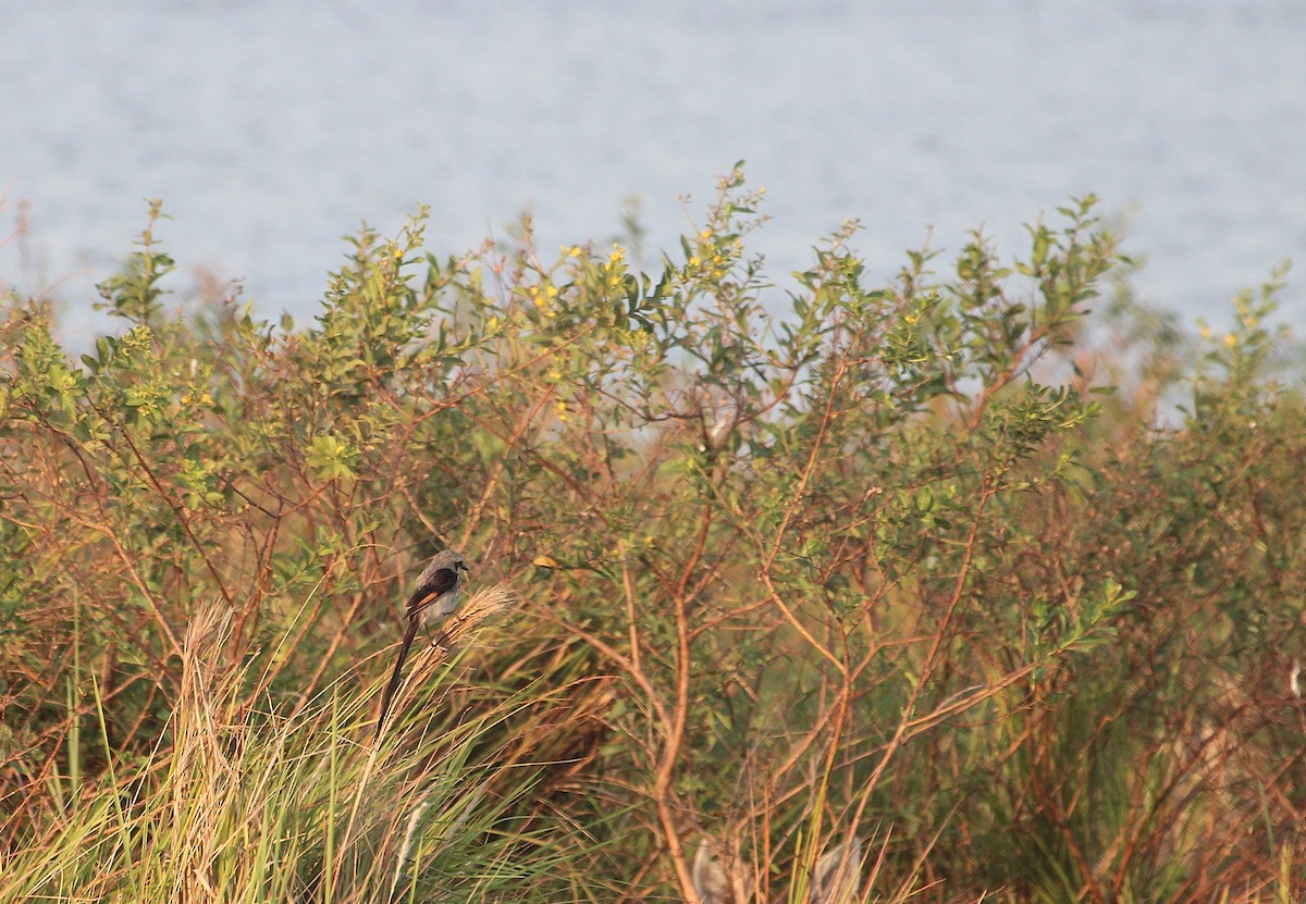 Streamer-tailed Tyrant - ML646729365