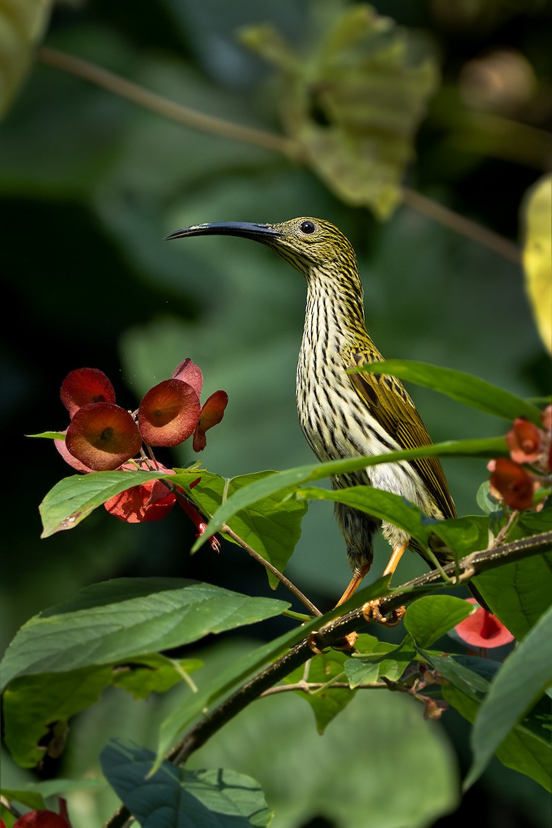 Streaked Spiderhunter - ML646729366