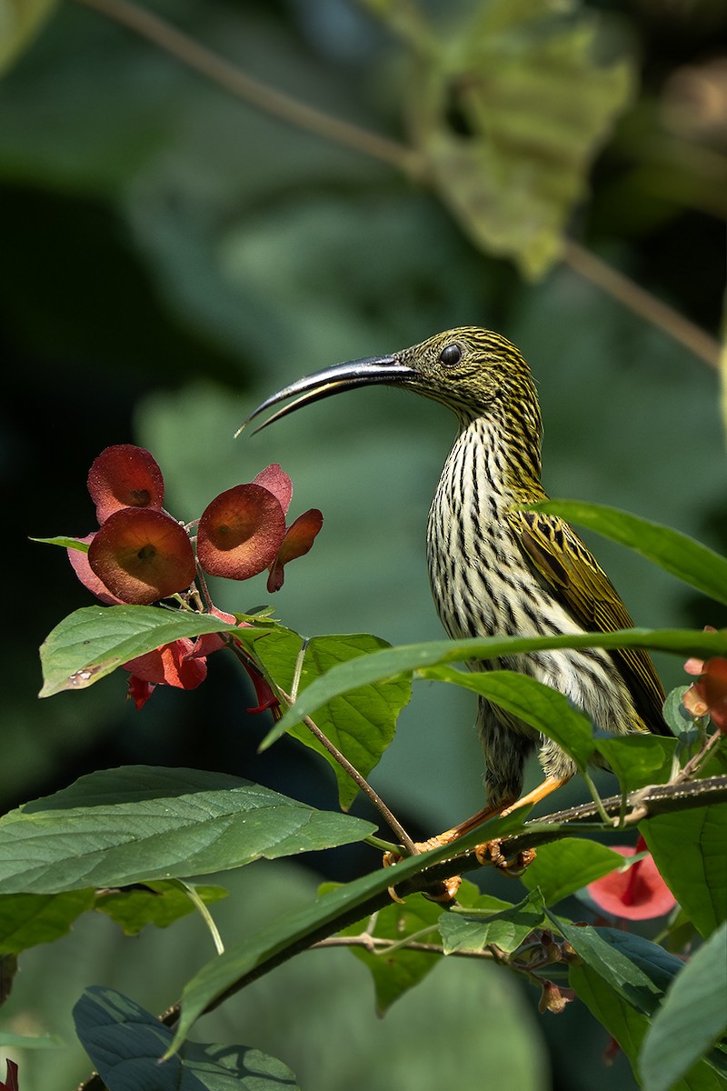 Streaked Spiderhunter - ML646729367