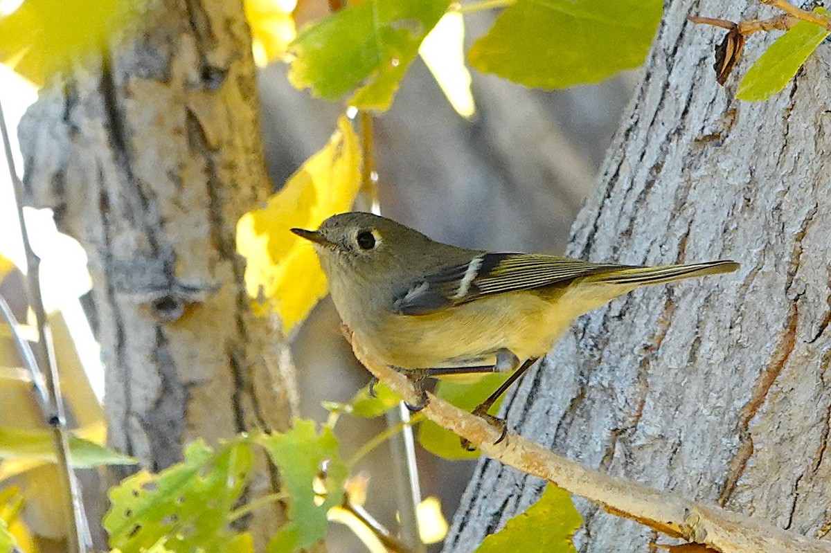 Ruby-crowned Kinglet - ML646729368