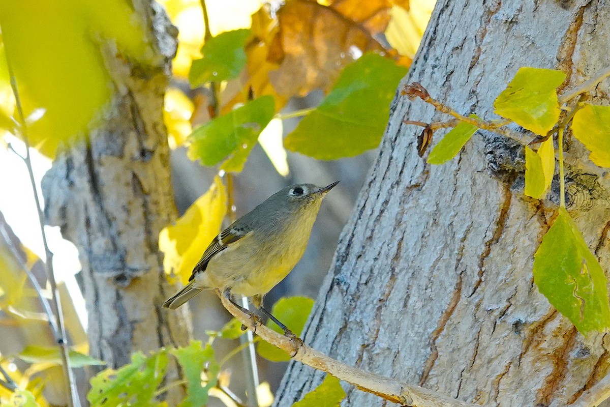 Ruby-crowned Kinglet - ML646729369