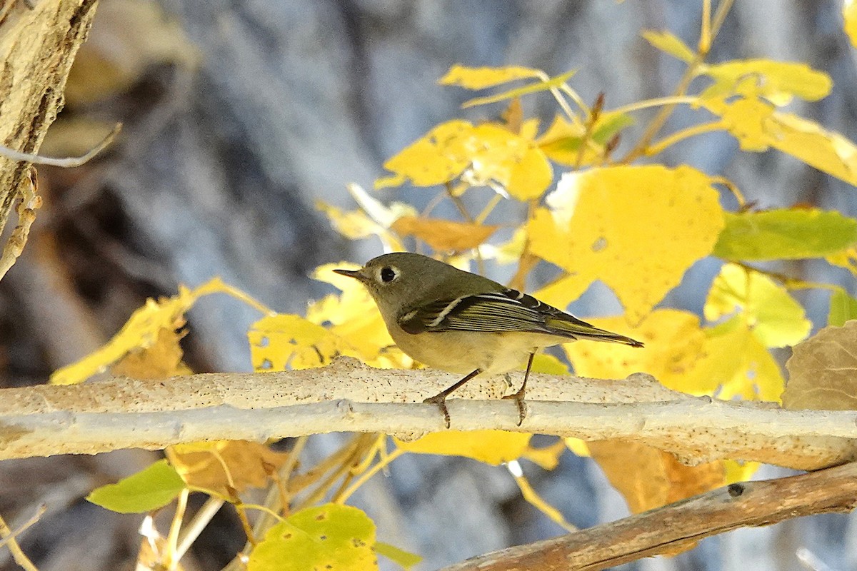 Ruby-crowned Kinglet - ML646729370