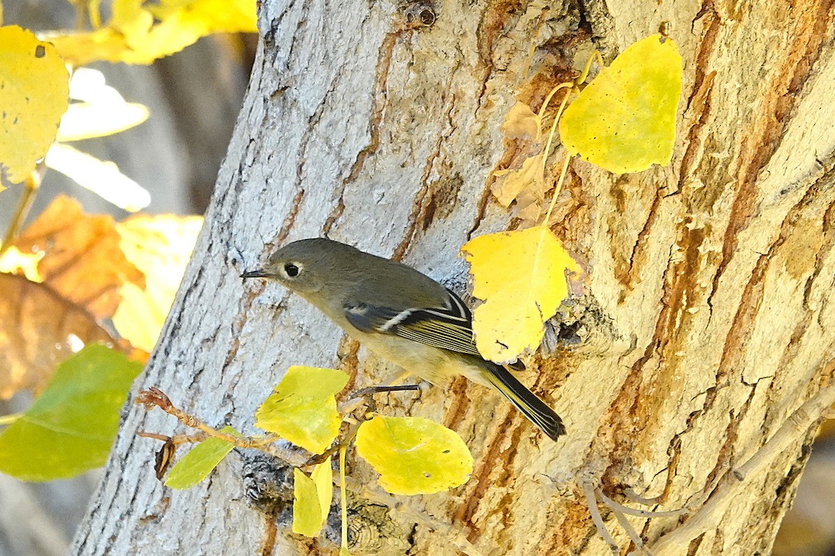 Reyezuelo Rubí - ML646729371