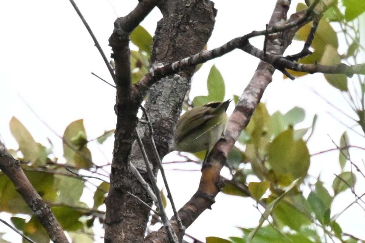 Red-eyed/Chivi Vireo - ML646729372