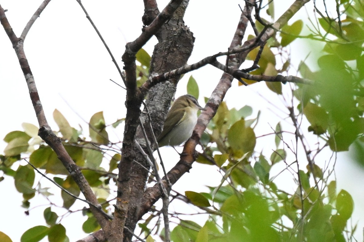 Red-eyed/Chivi Vireo - ML646729373