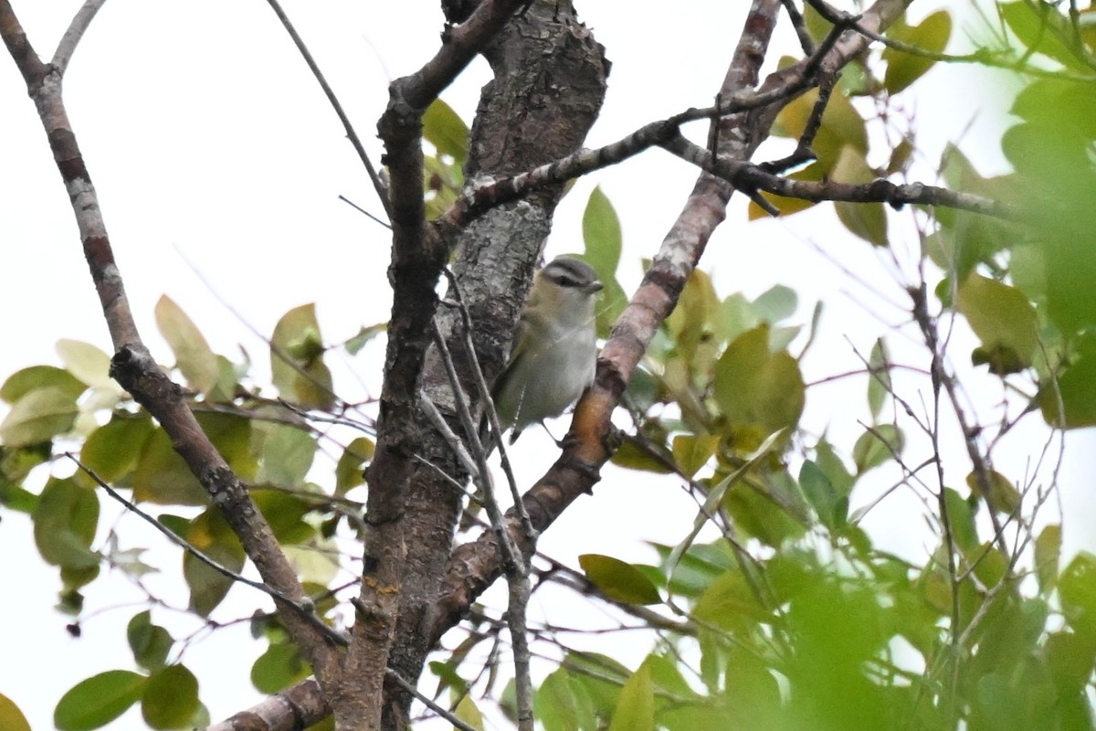 Red-eyed/Chivi Vireo - ML646729374