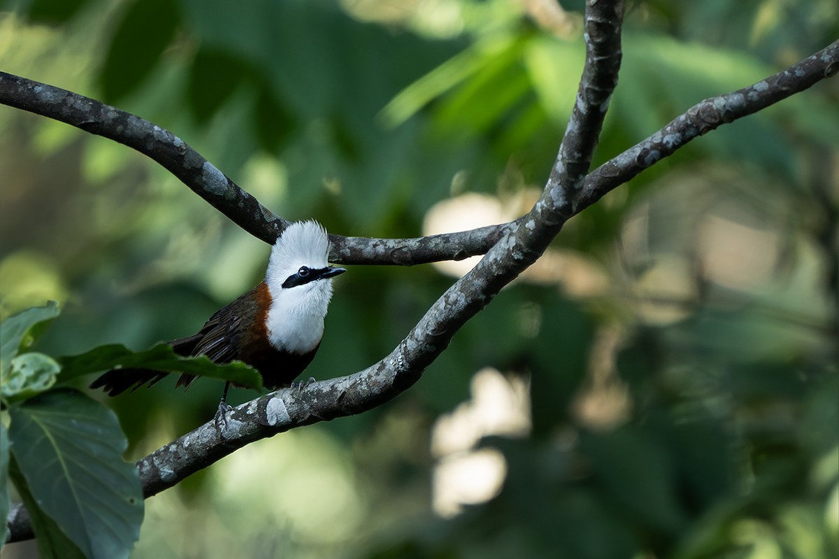 Charlatán Crestiblanco - ML646729375