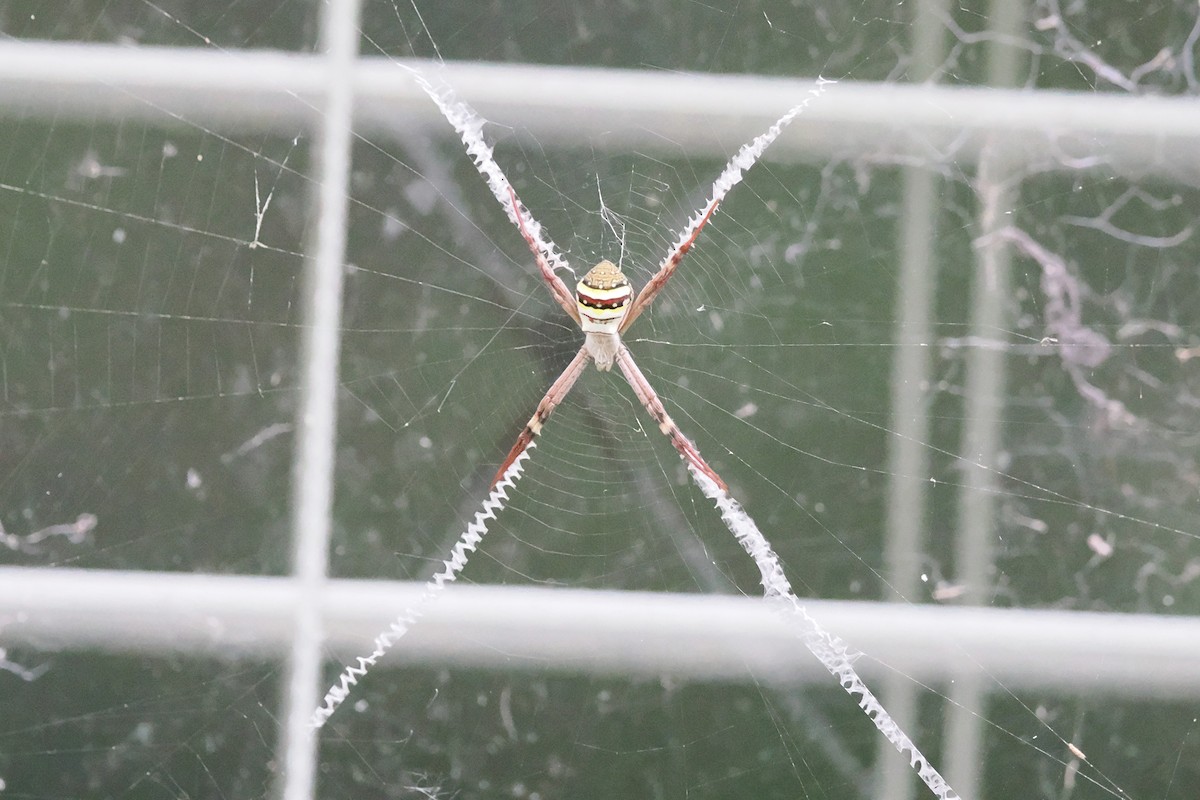 Dietrich's St Andrews Cross Spider - ML646729376