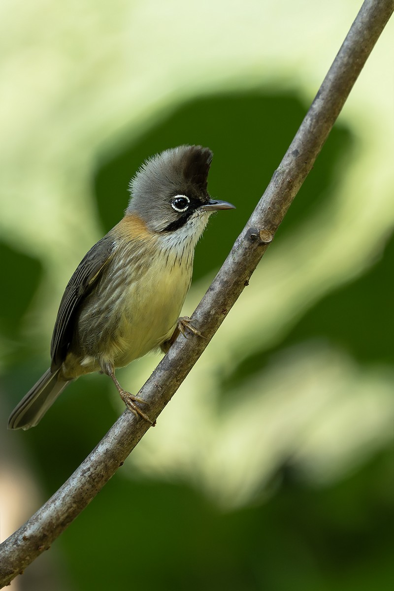 Yuhina Bigotuda - ML646729377