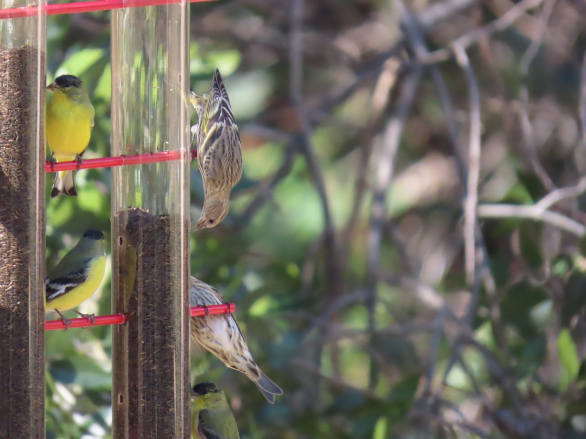 Jilguero de Los Pinos - ML646729378