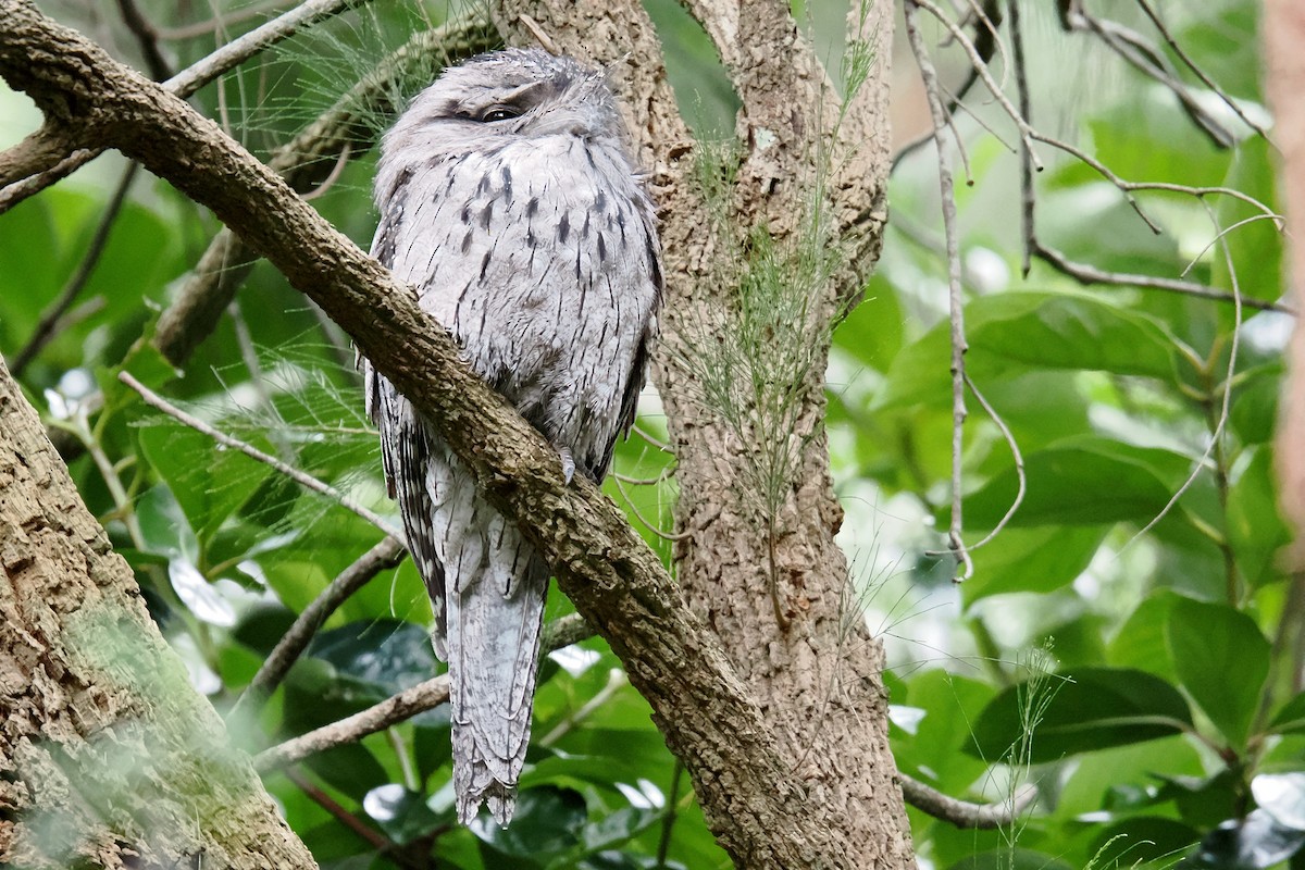 Tawny Frogmouth - ML646729379