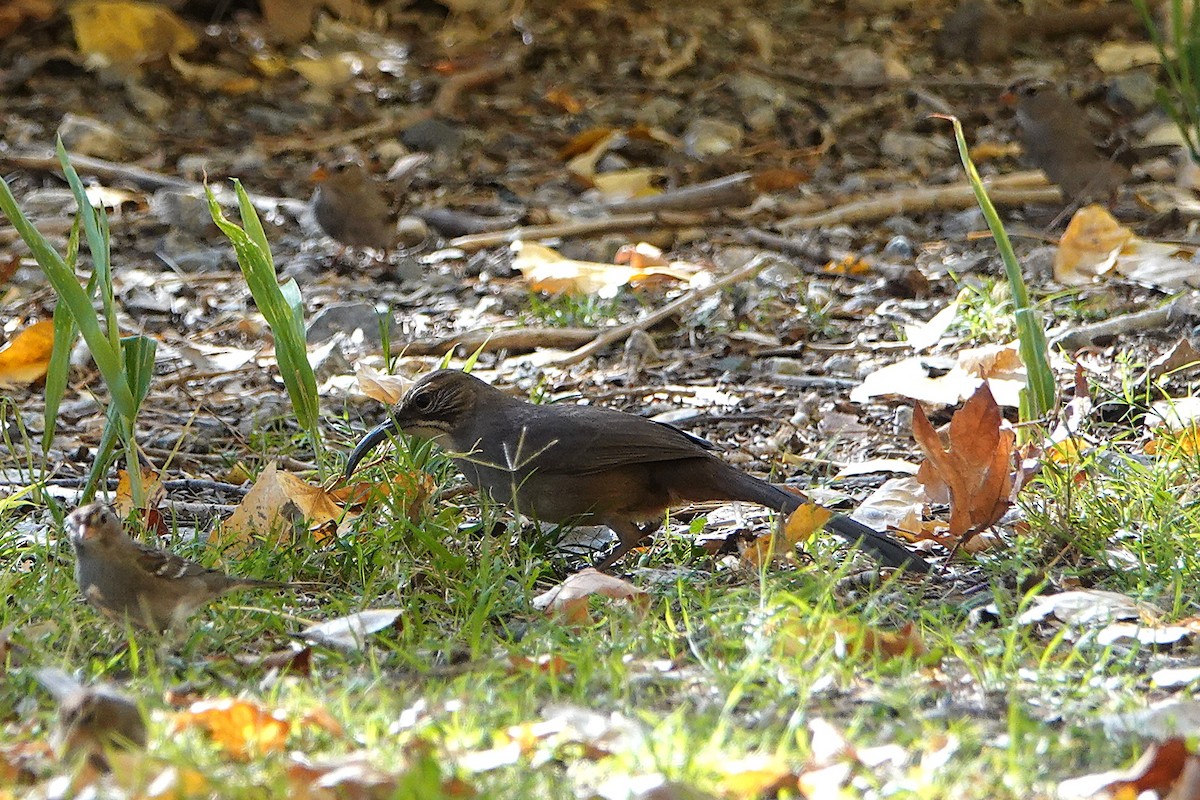 Cuitlacoche Californiano - ML646729382
