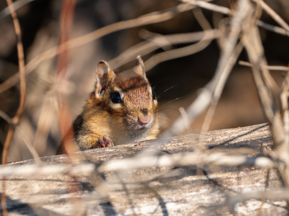 Eastern Chipmunk - ML646729383