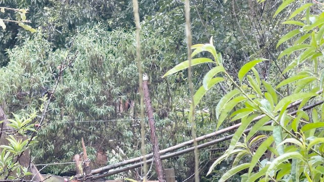 Collared Towhee - ML646729384