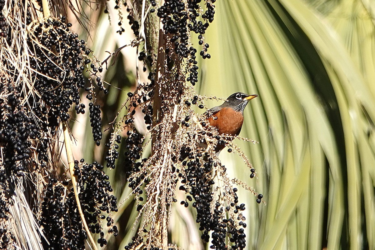 Zorzal Americano - ML646729385