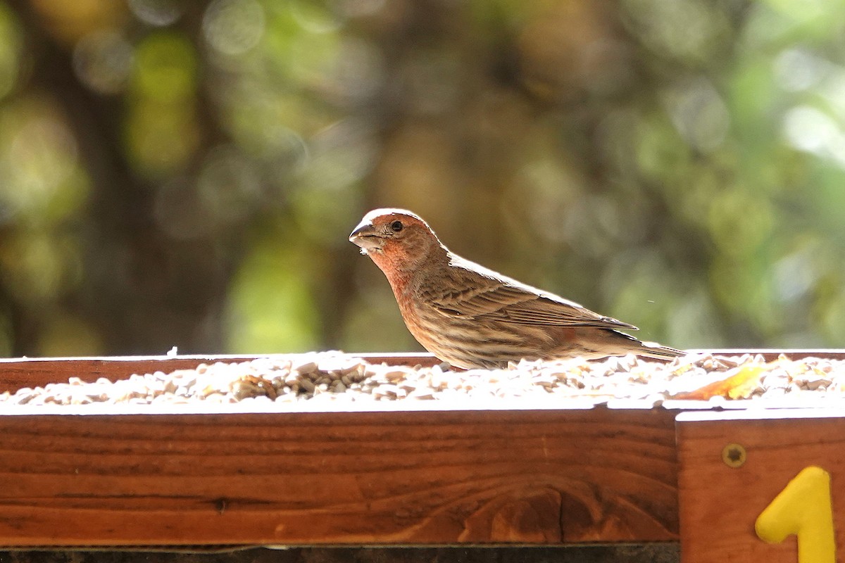 House Finch - ML646729386