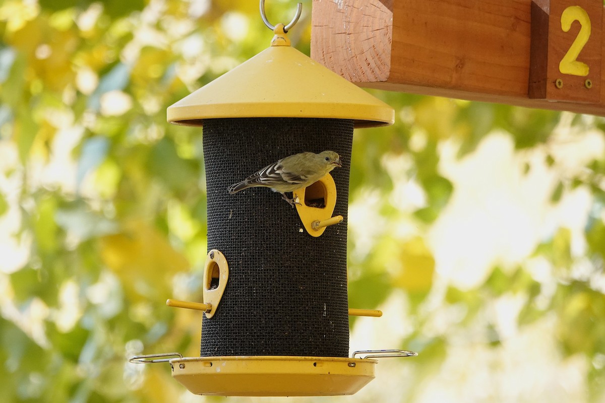 Jilguero Menor - ML646729390