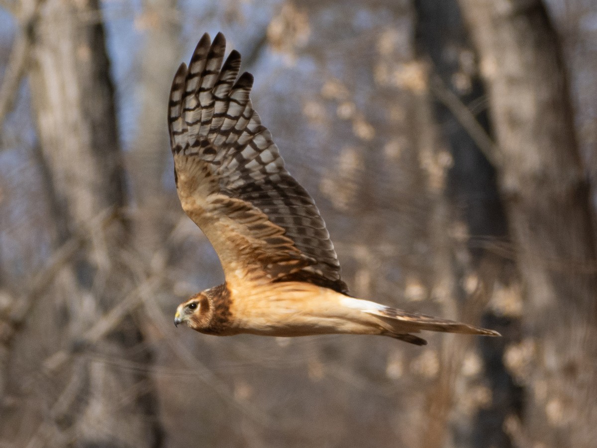 Aguilucho de Hudson - ML646729392