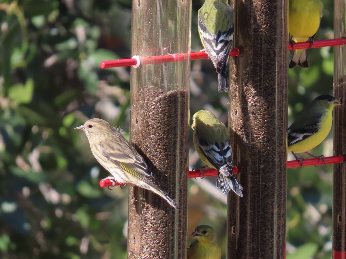 Jilguero de Los Pinos - ML646729393