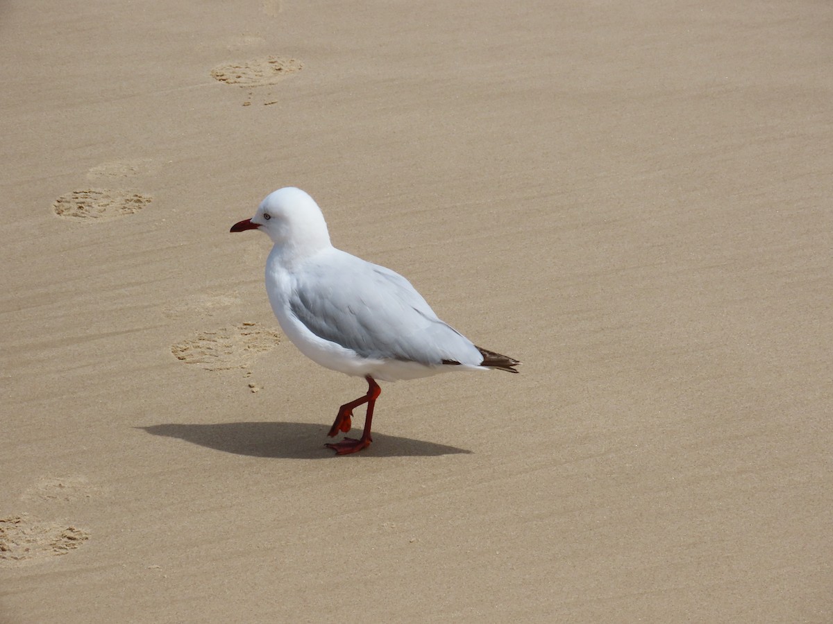 Silver Gull - ML646729395