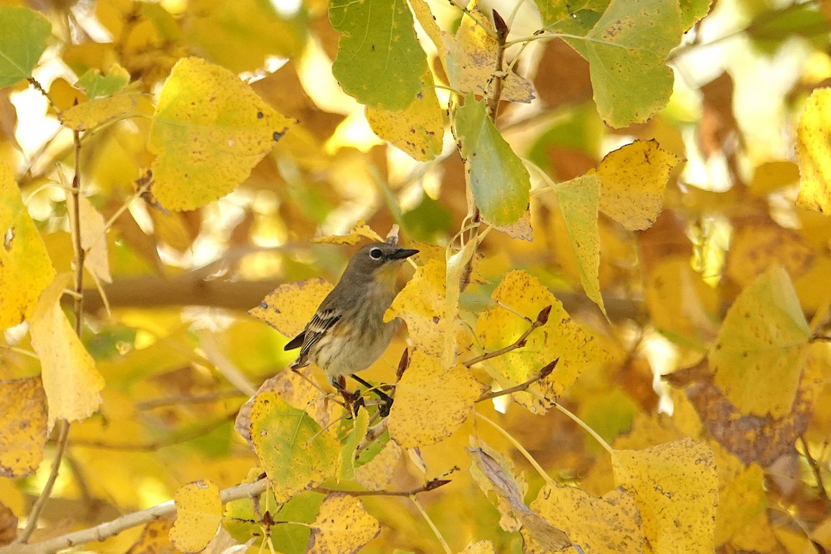 Reinita Coronada - ML646729403
