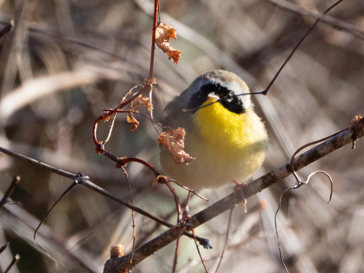 Mascarita Común - ML646729405