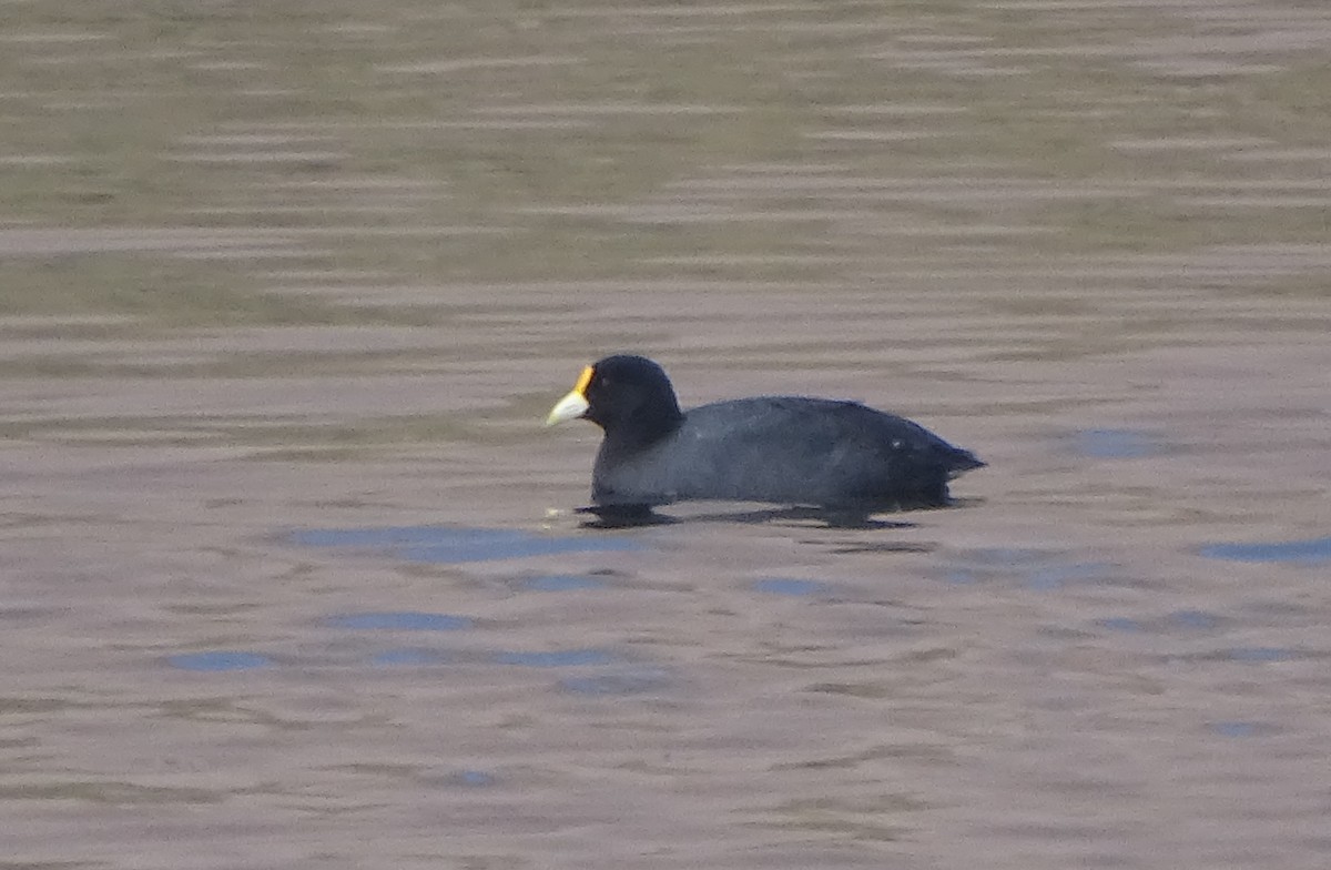White-winged Coot - ML64672941