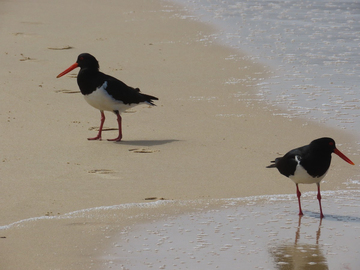 Pied Oystercatcher - ML646729410
