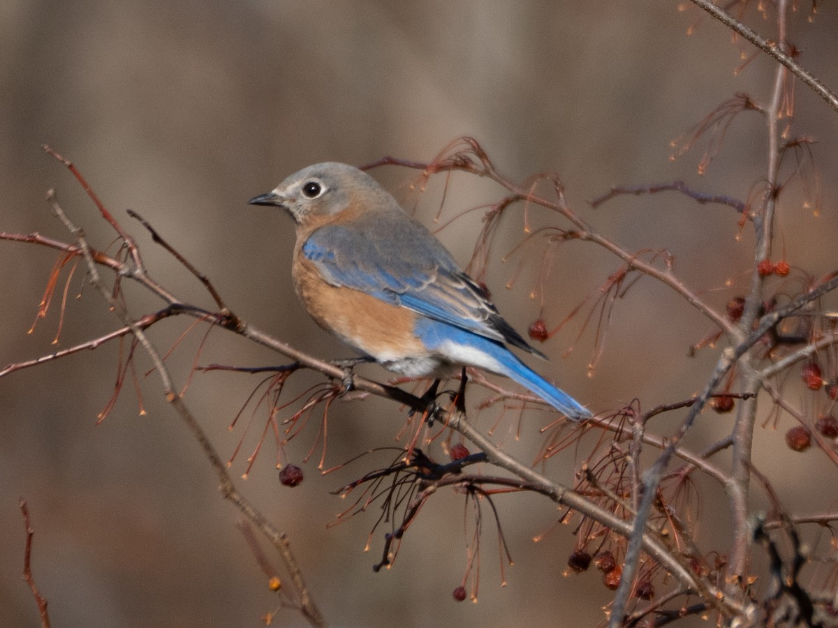 Azulejo Oriental - ML646729413