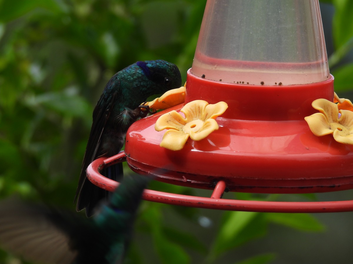 kolibřík modrouchý - ML646729418