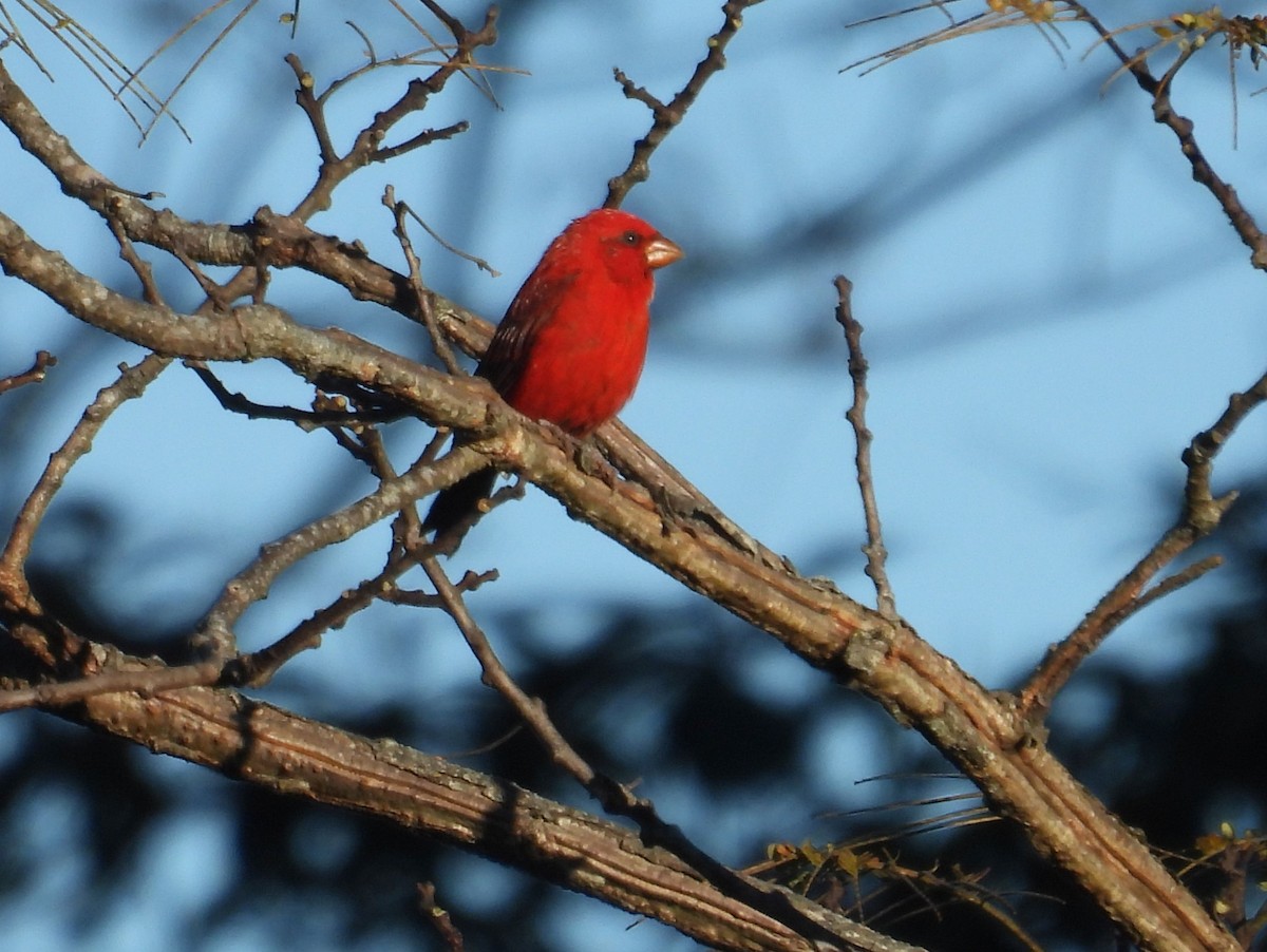 Camachuelo Escarlata - ML646729419
