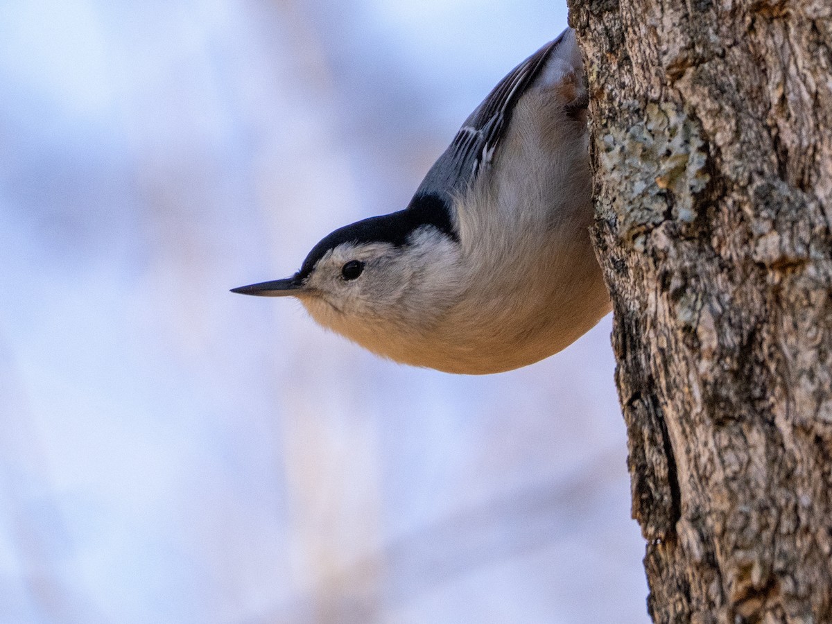 Trepador Pechiblanco - ML646729420