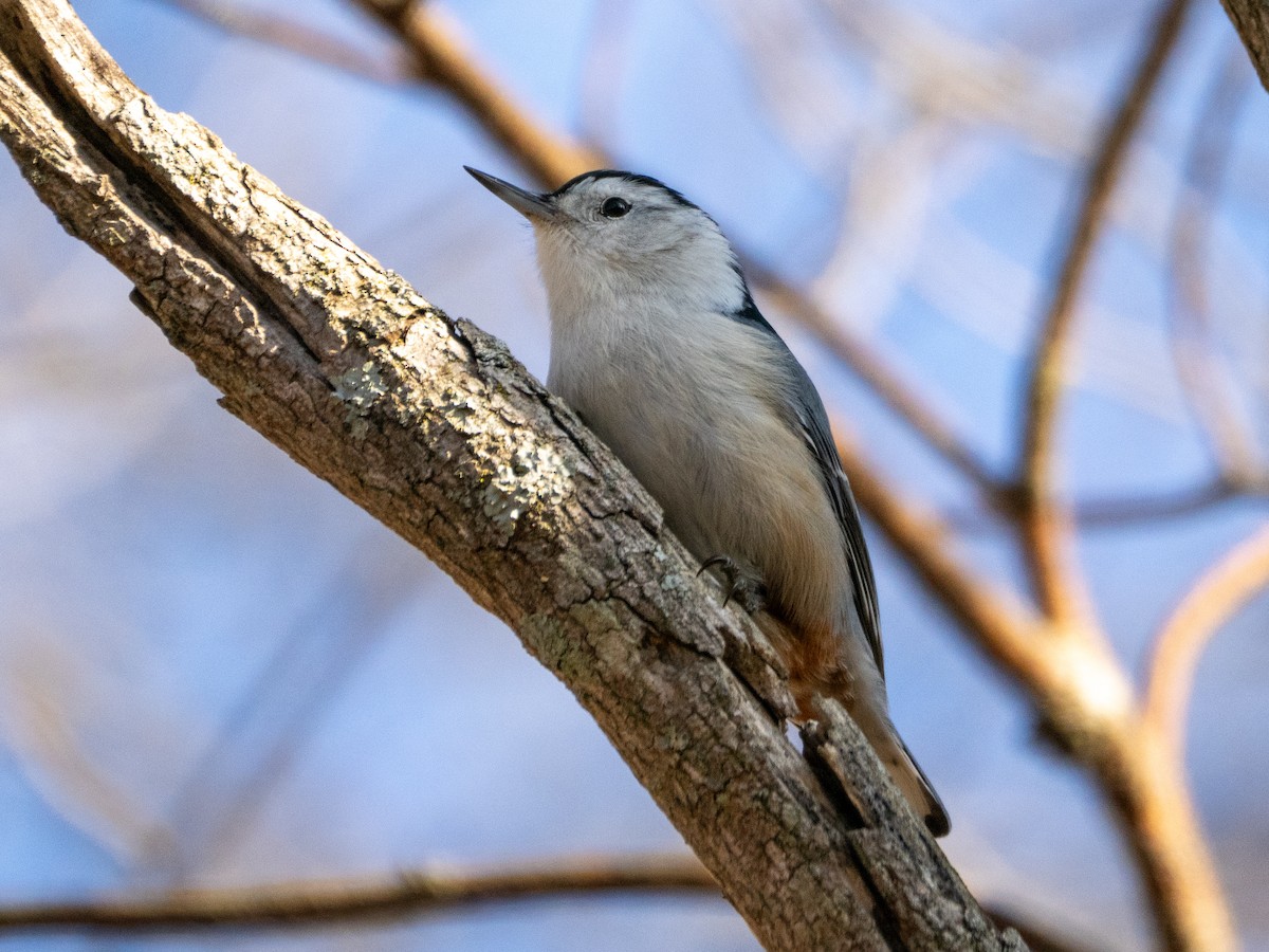 Trepador Pechiblanco - ML646729422