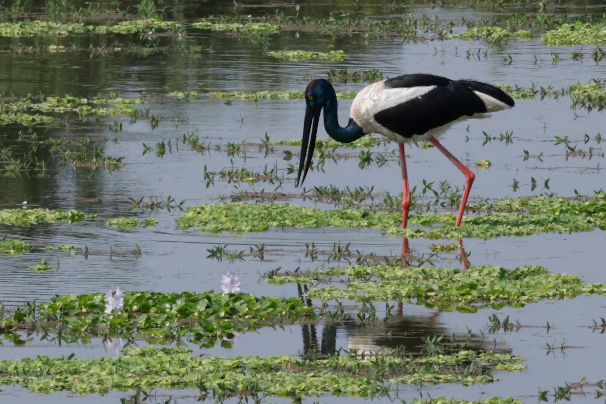 Jabirú Asiático - ML646729423