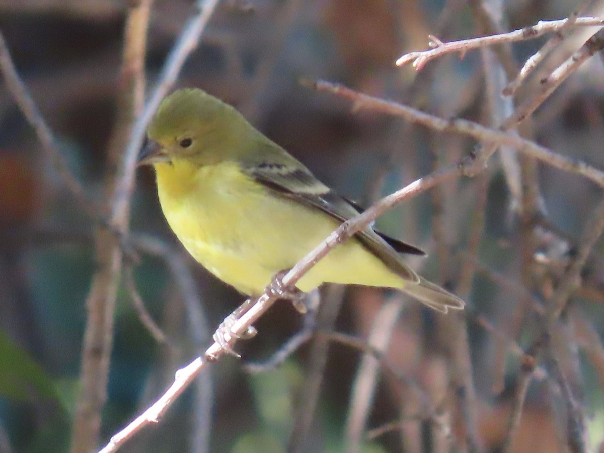 Jilguero Menor - ML646729426