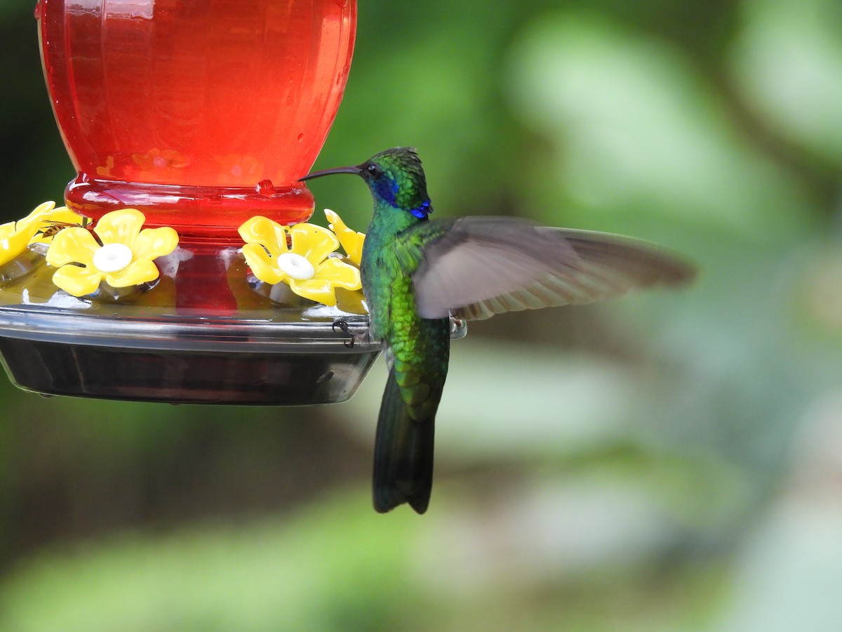 kolibřík modrouchý - ML646729427