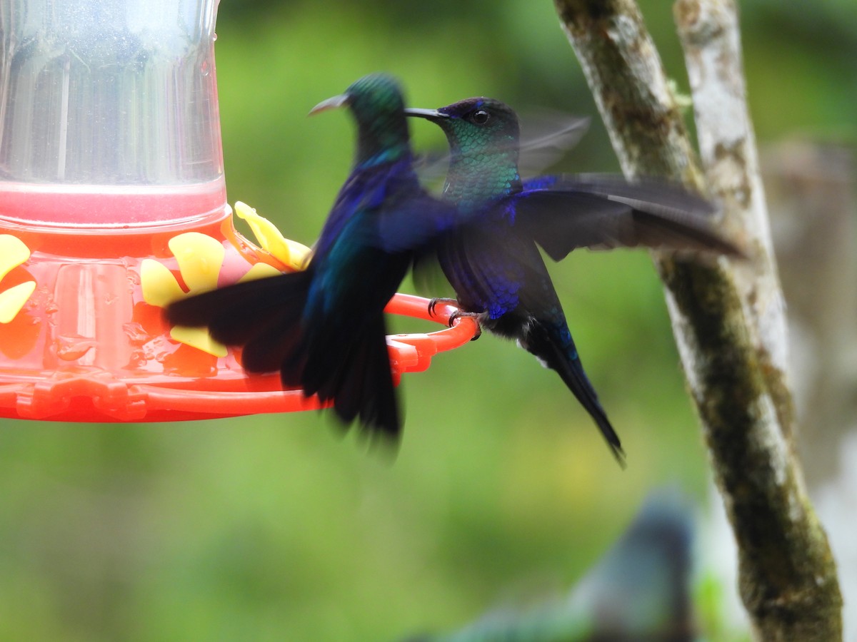 kolibřík vidloocasý - ML646729432