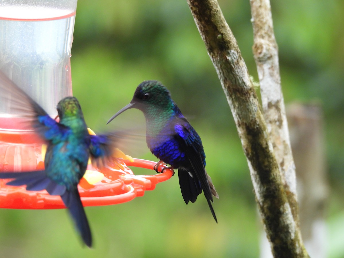 kolibřík vidloocasý - ML646729433