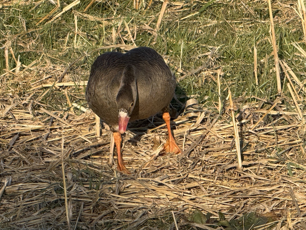 husa malá - ML646729434