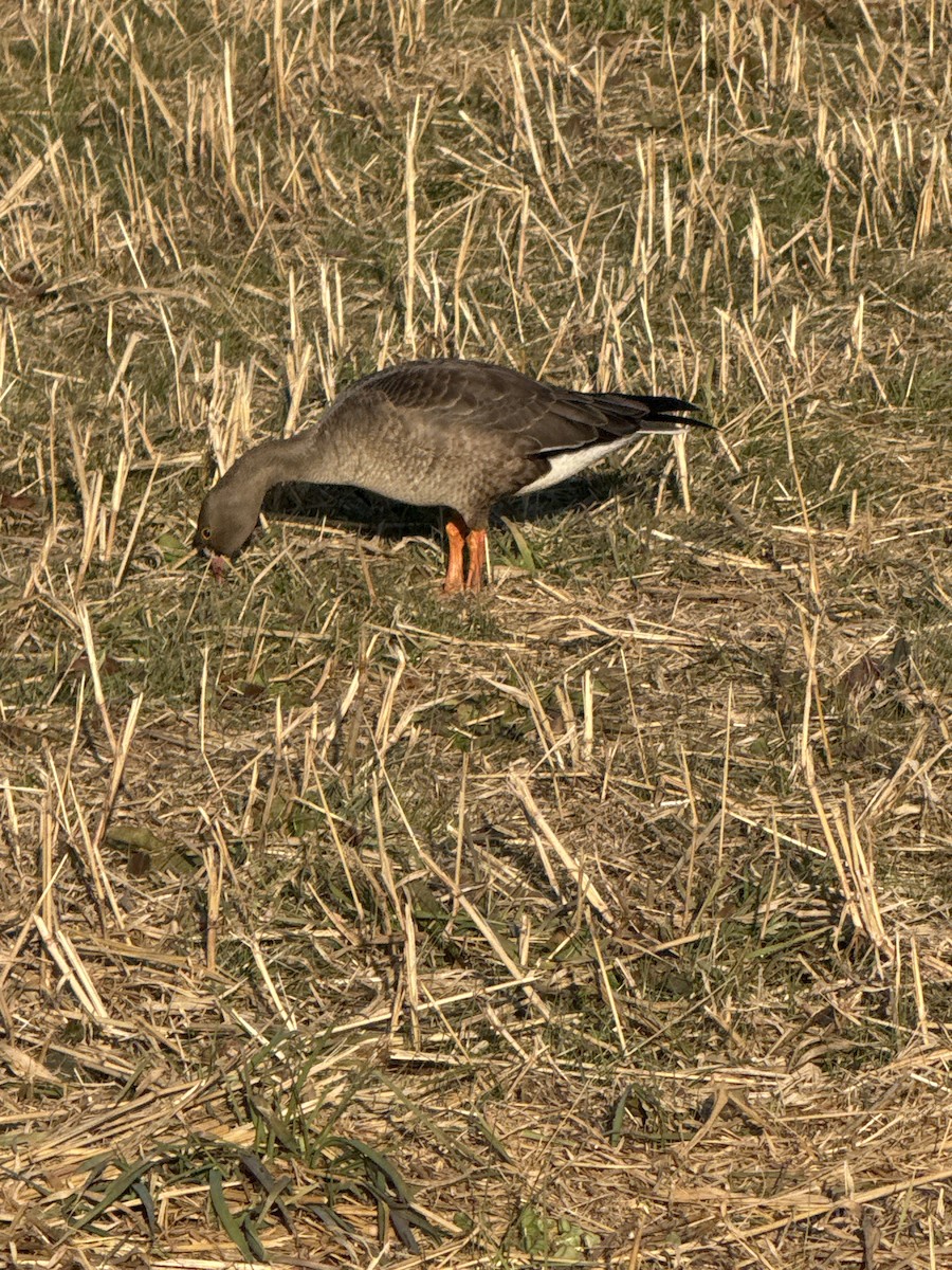 husa malá - ML646729435