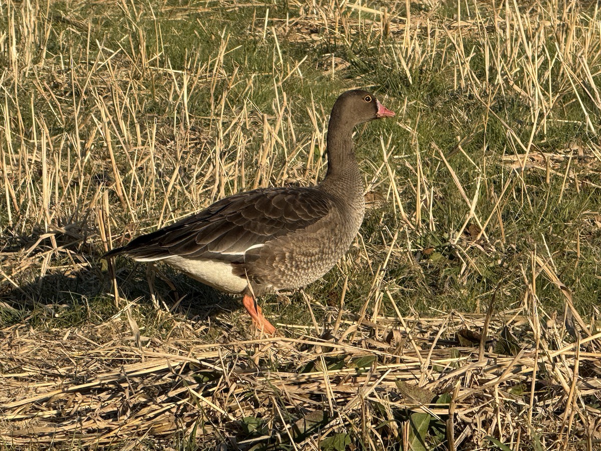 husa malá - ML646729436