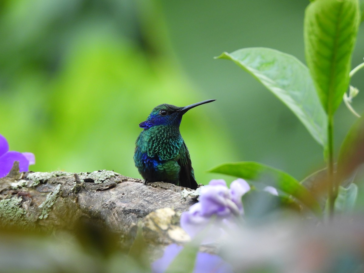 kolibřík modrolící - ML646729437