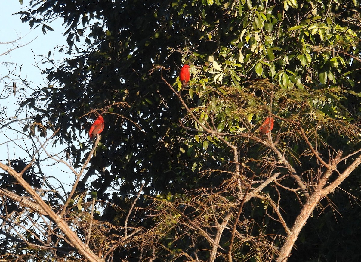 Camachuelo Escarlata - ML646729438