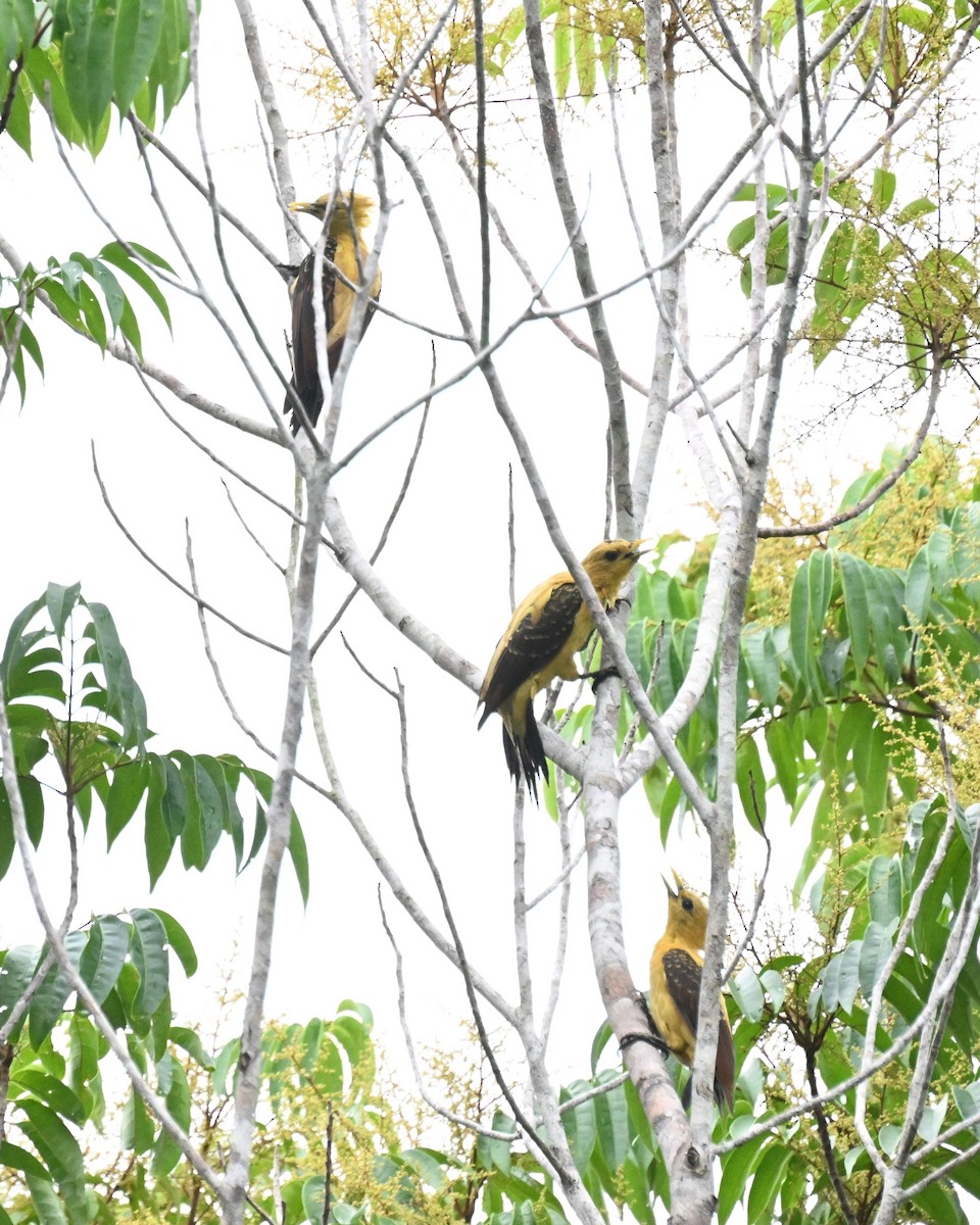 Cream-colored Woodpecker - ML646729440