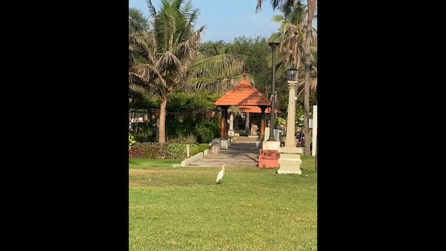 Eastern Cattle-Egret - ML646729443